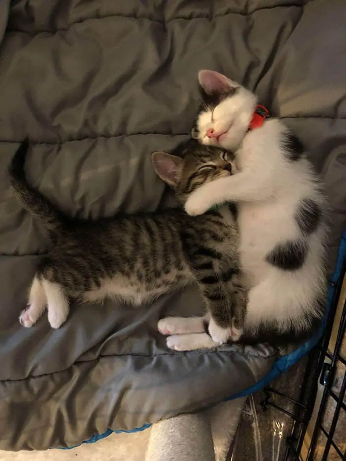 black and white kitten cuddling a grey and white tabby on a grey bed