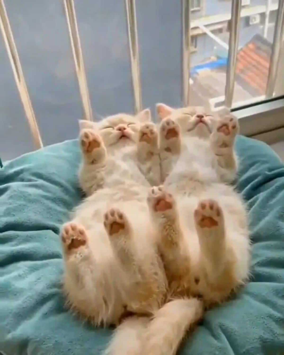 2 white kittens sleeping belly up on a blue cat bed with all their legs lifted in the air