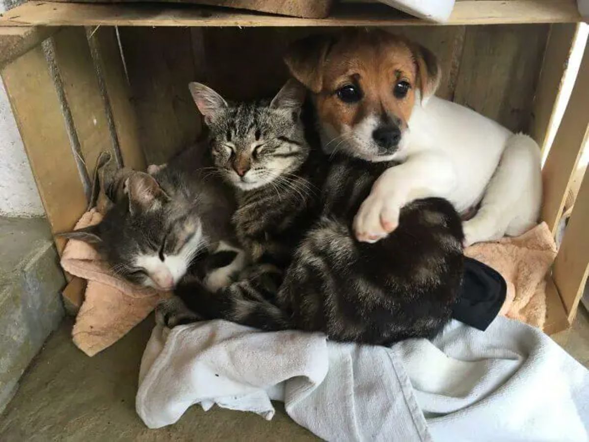 2 grey and white tabby cats sleeping in a cardboard box on top of each other with a brown and white puppy partly perched on top of them