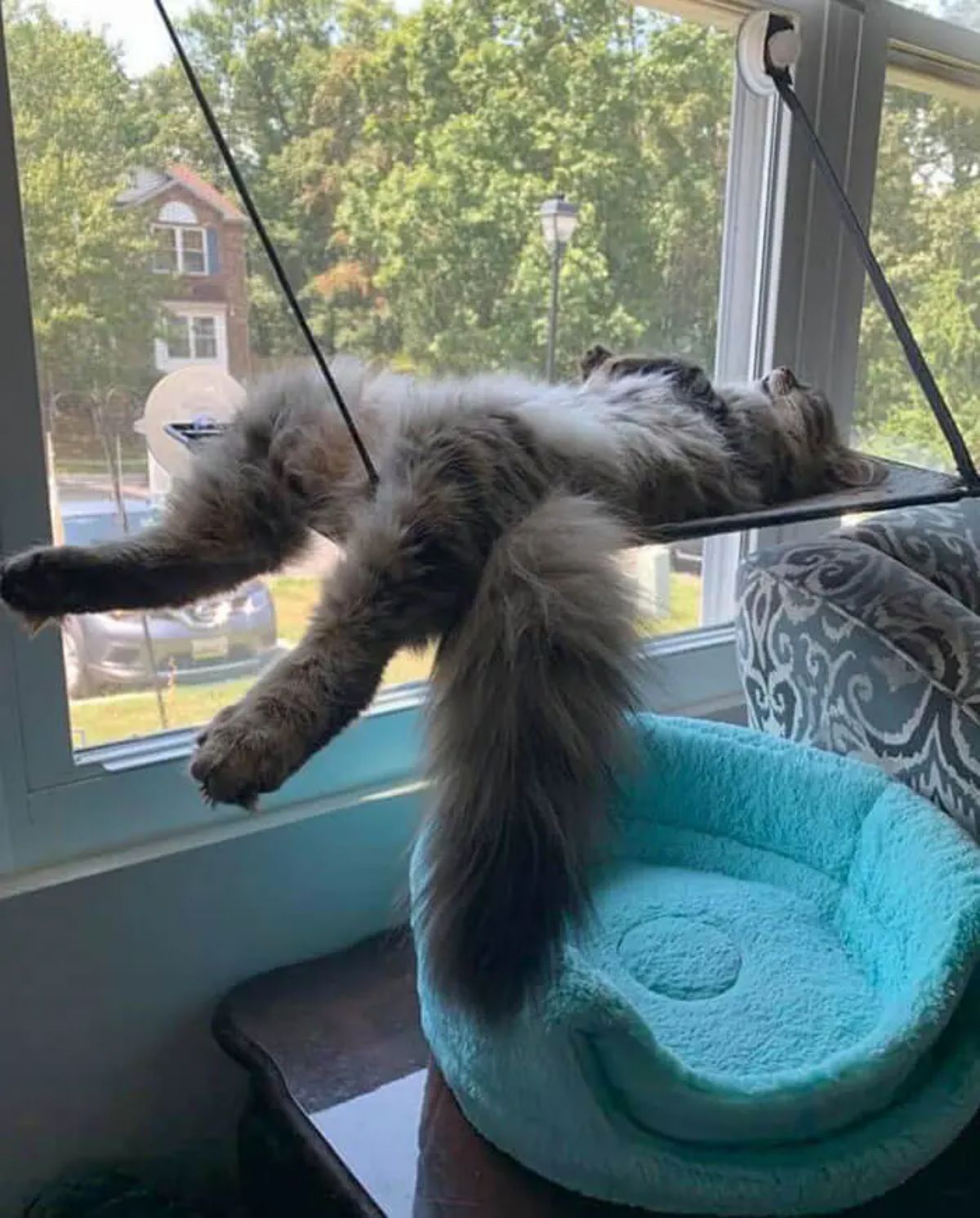 fluffy grey tabby cat sleeping belly up stretched out on a cat swing in front of a window