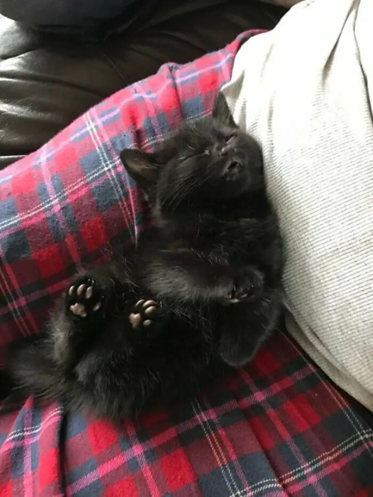 black kitten sleeping on someone's lap with the back legs raised in the air and the mouth slightly open