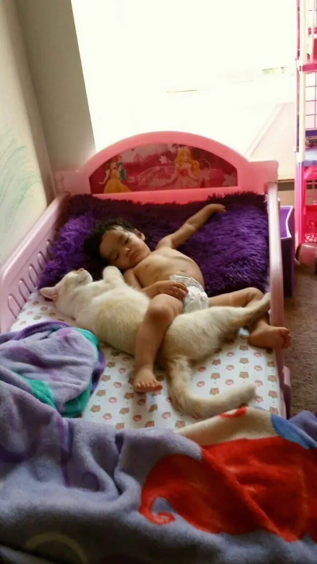white cat sleeping with a little child in a cot with the child's leg over the cat's stomach