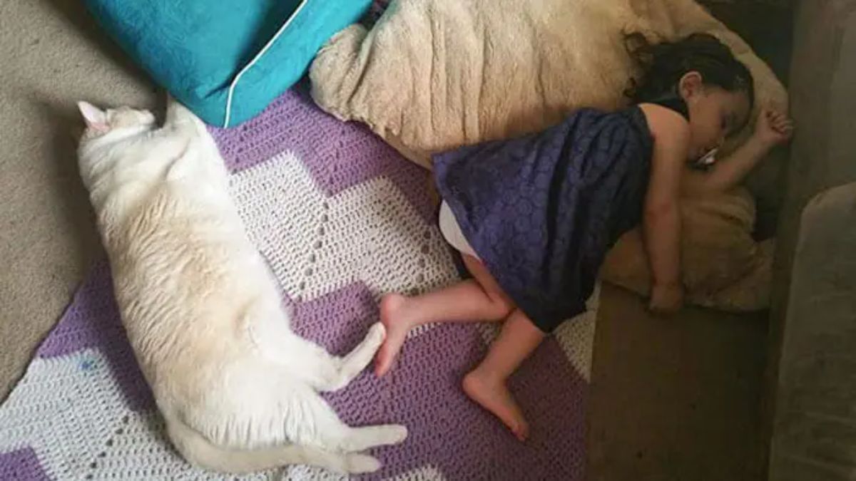 white cat sleeping on the floor near a little girl with their feet touching