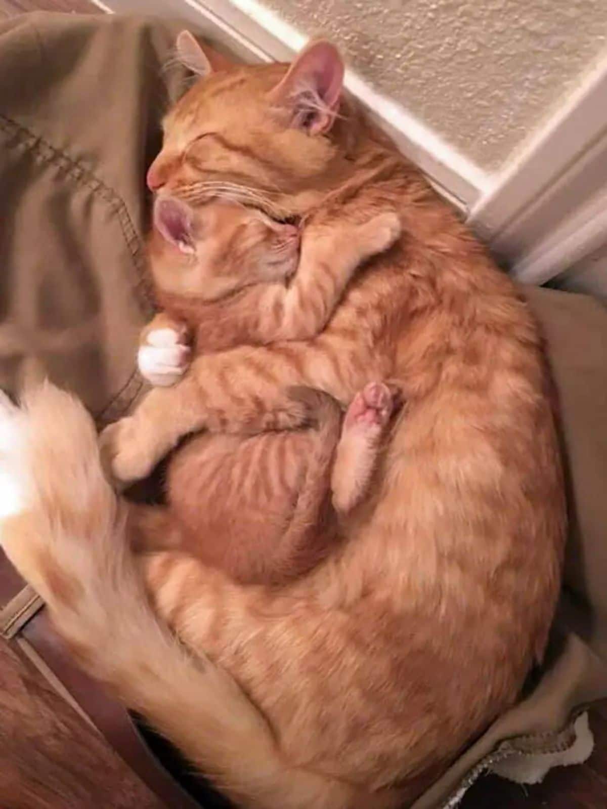 orange cat cuddling with an orange kitten