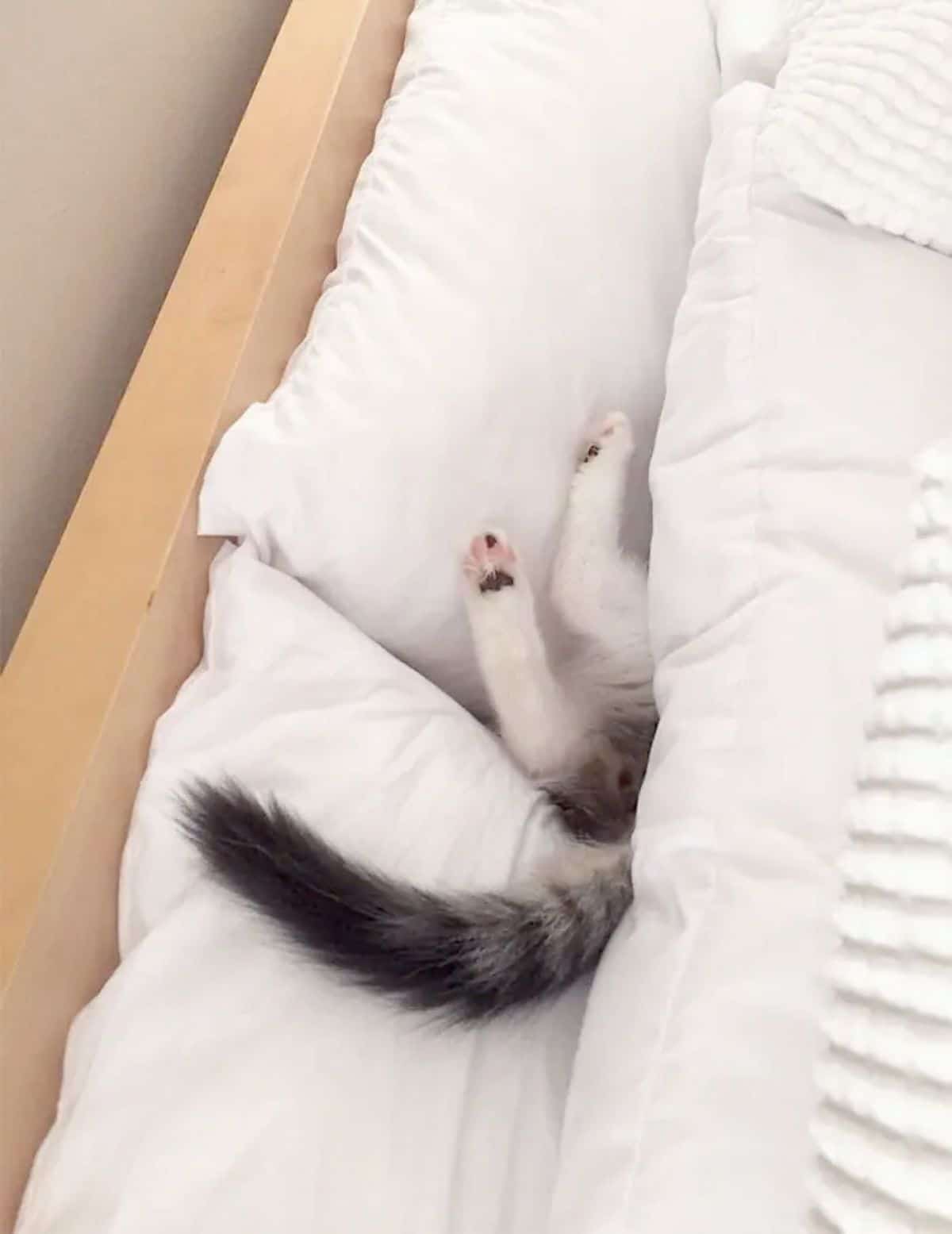 grey and white tabby cat's back legs and tail sticking out from under a white blanket by 2 white pillows