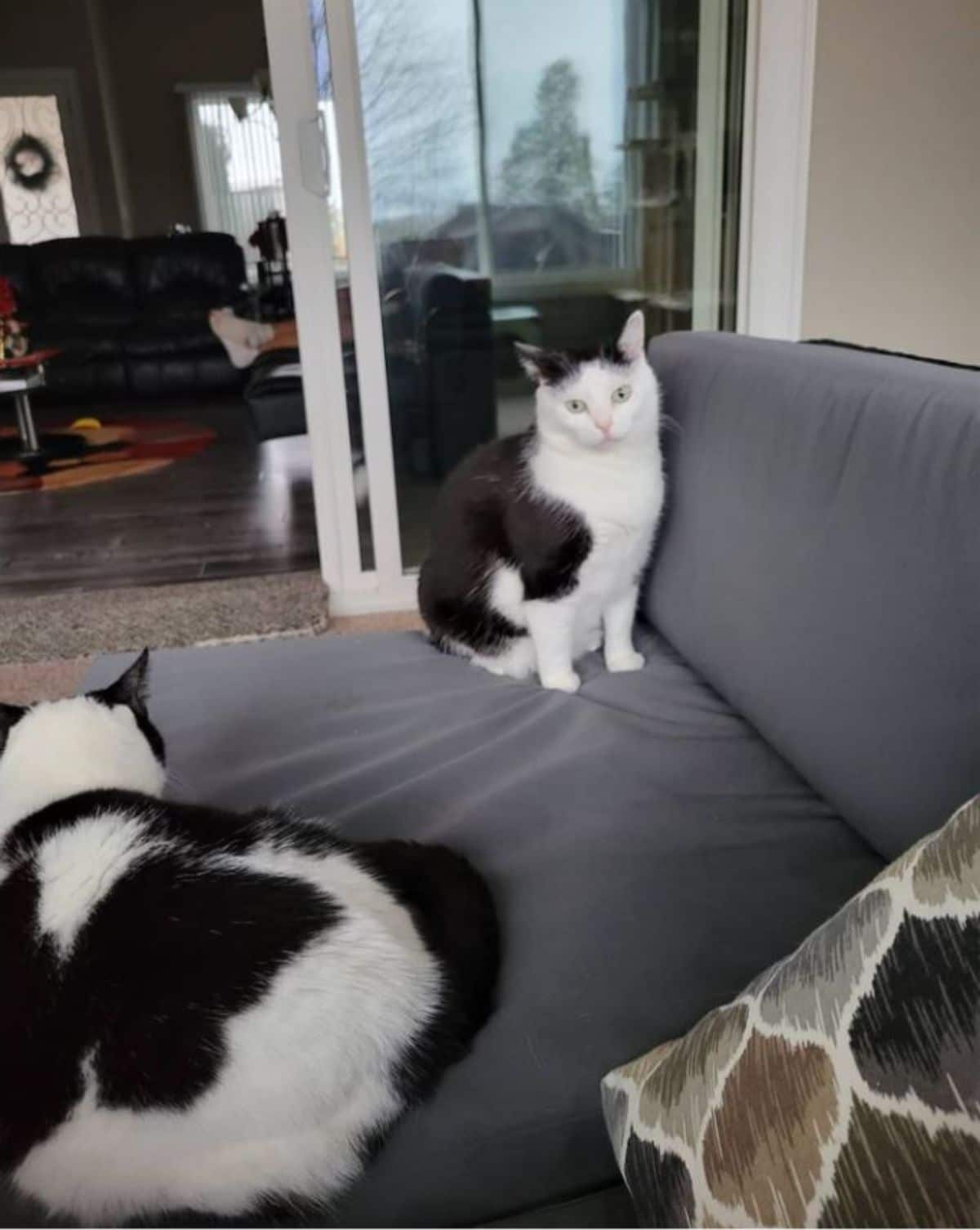 black and white cat sitting on a grey sofa and another black and white cat laying on the same sofa