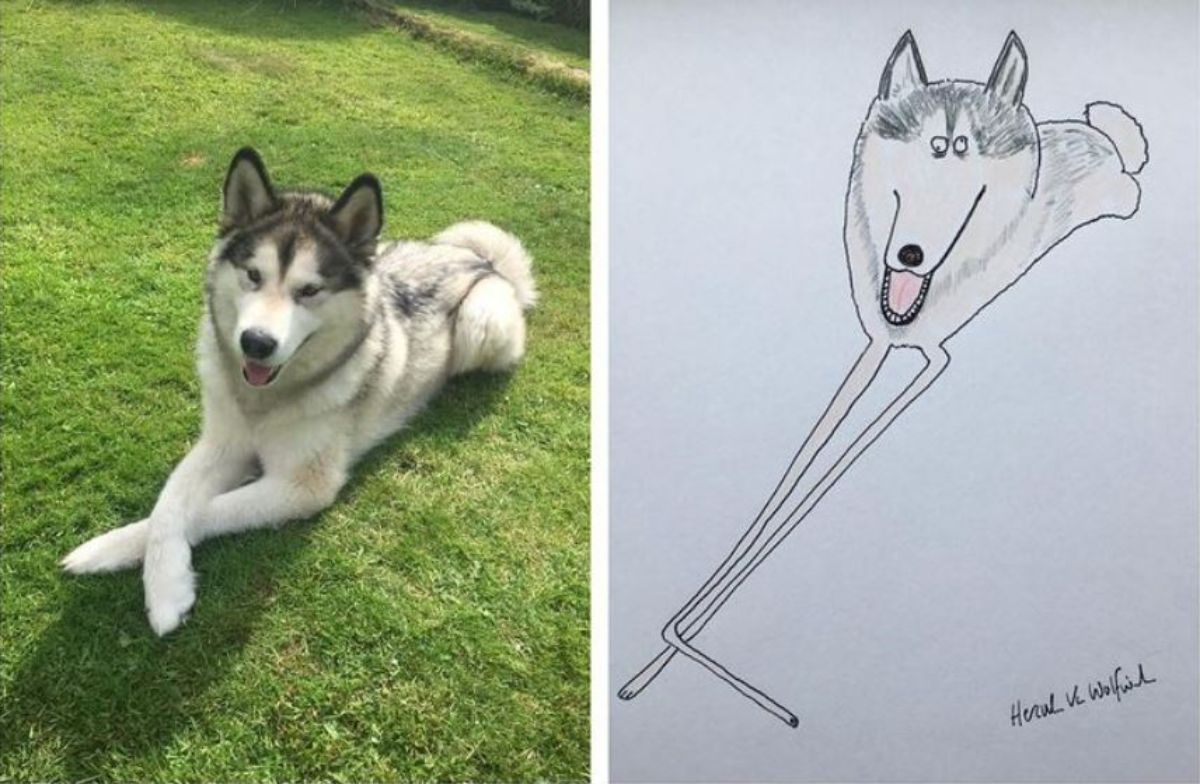 2 photo and cartoon images of a black and white husky laying on grass with the front legs crossed