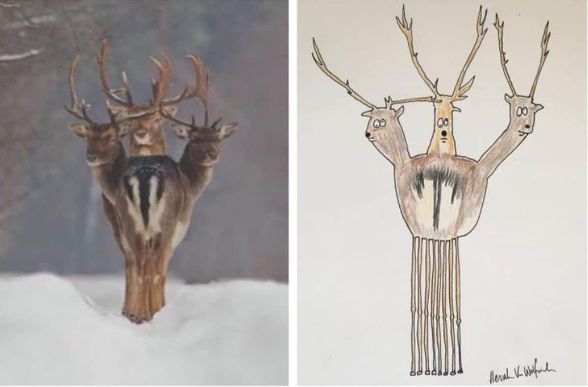 2 photo and cartoon images of 3 deer with antlers standing together looking like one deer with three heads