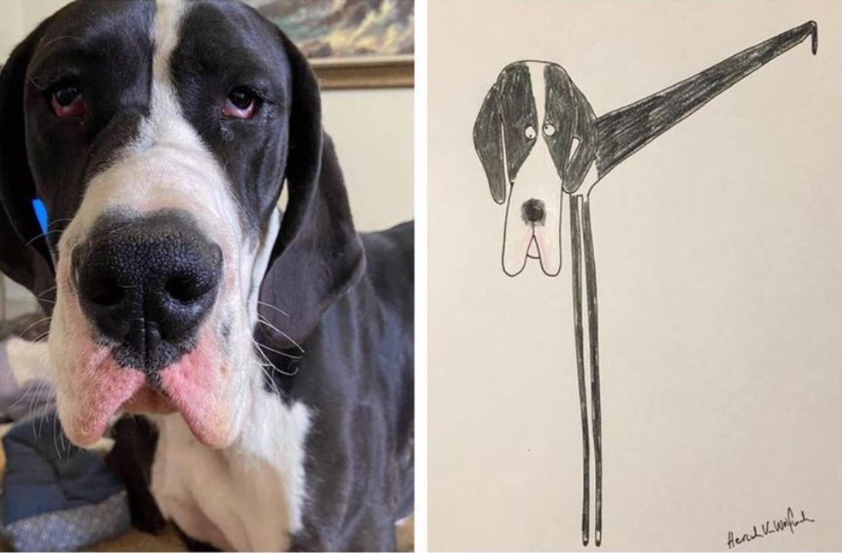 2 photo and cartoon images of a black and white dog