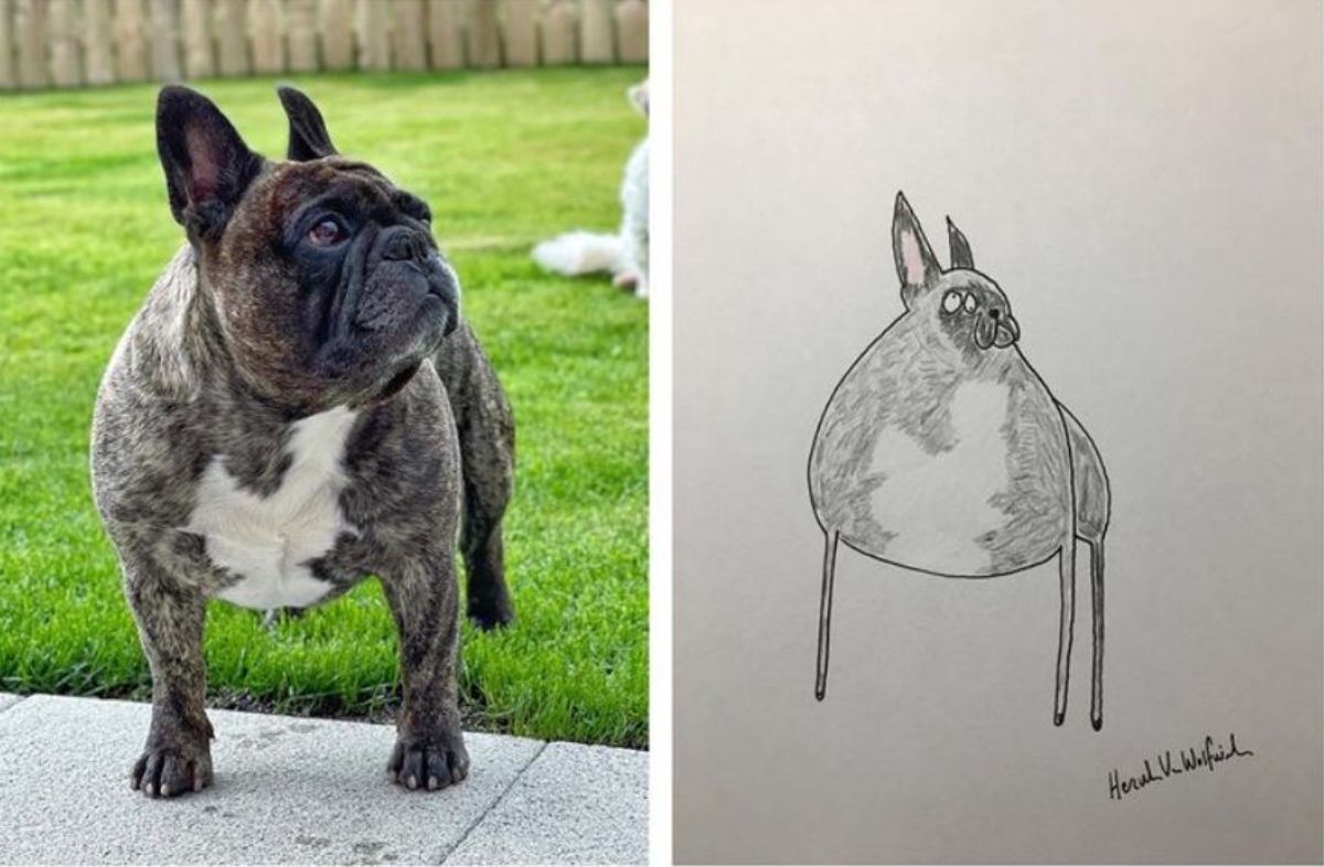 2 photo and cartoon images of a black and white french bulldog