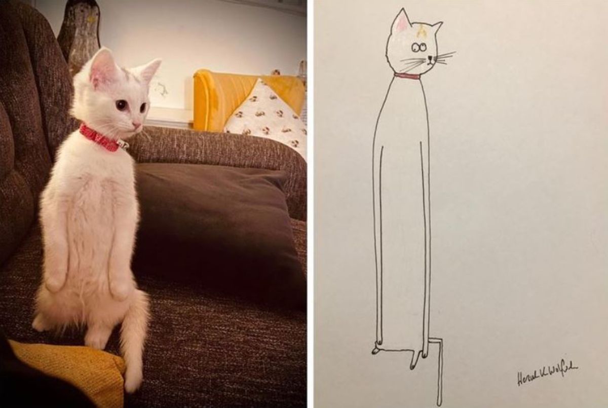 2 photo and cartoon images of a white cat standing on its hind legs on a brown sofa