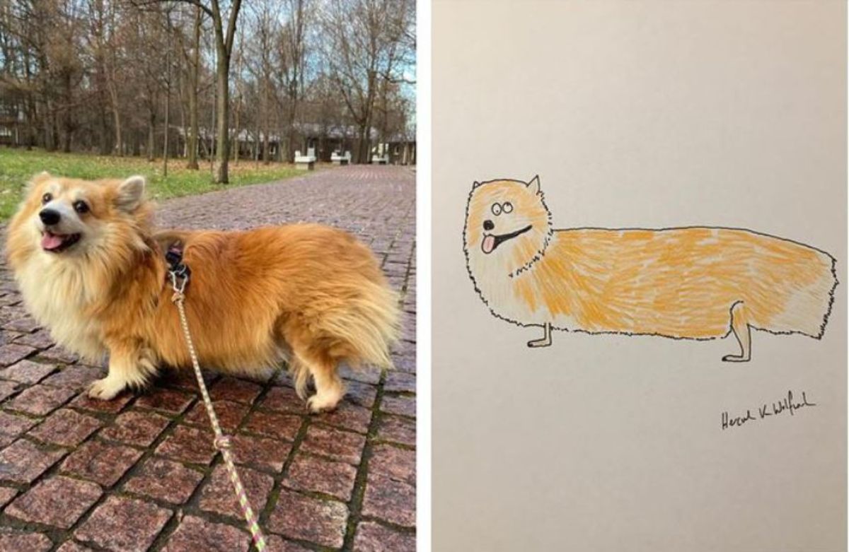 2 photo and cartoon images of a brown corgi on a leash standing