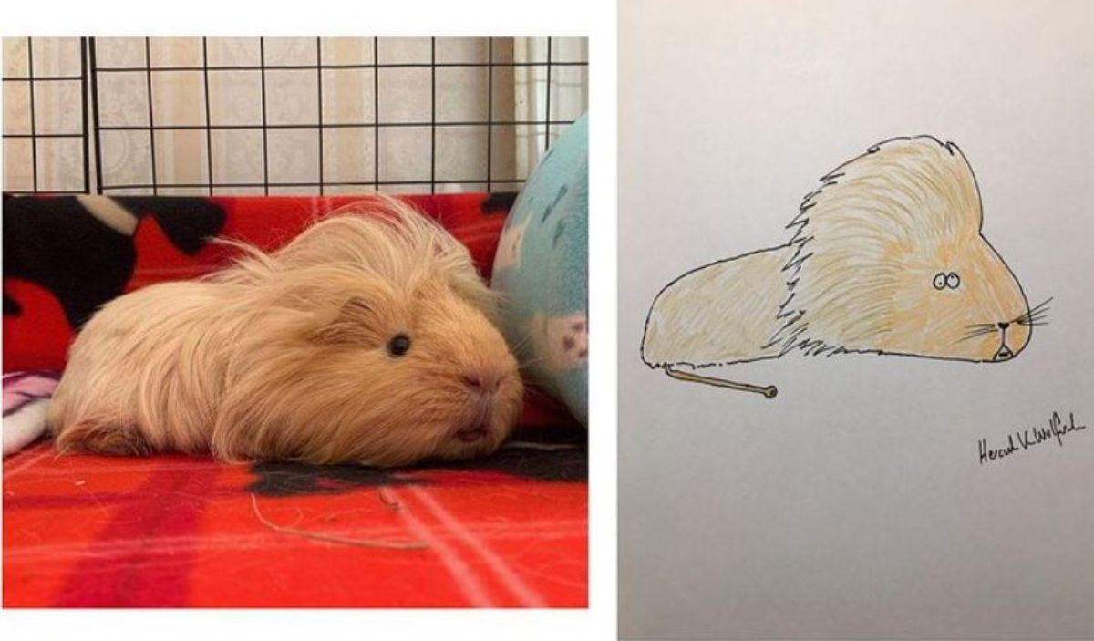 2 photo and cartoon images of a brown guinea pig