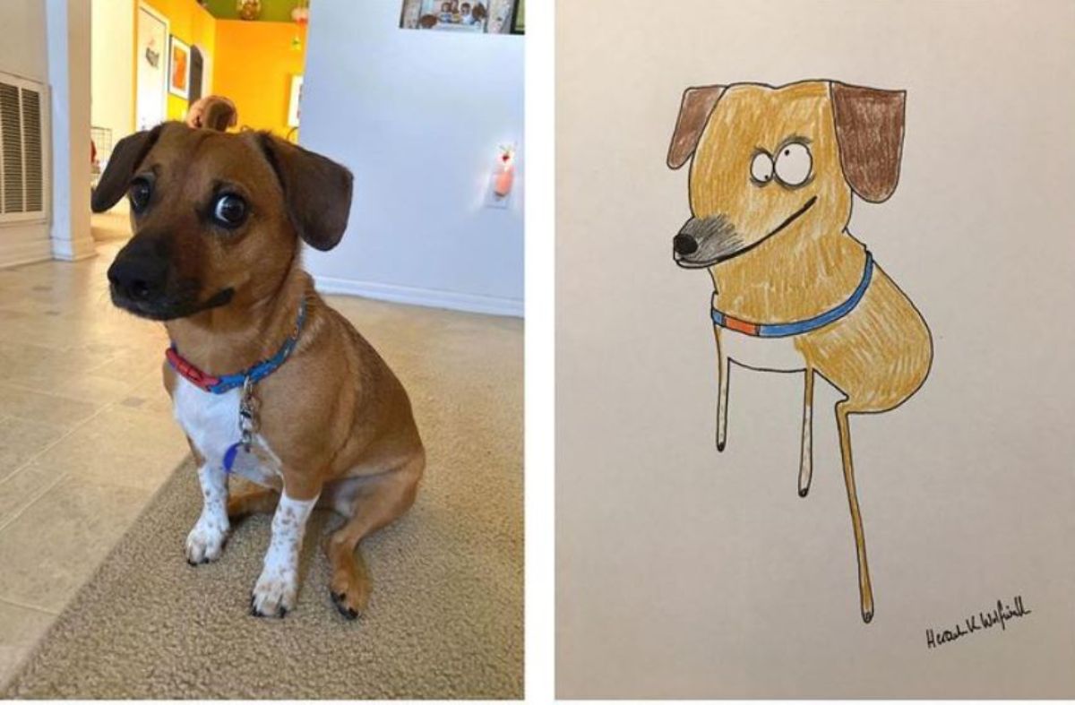 2 photo and cartoon images of a brown and white dog sitting on the ground looking at the camera out of the corner of its eyes