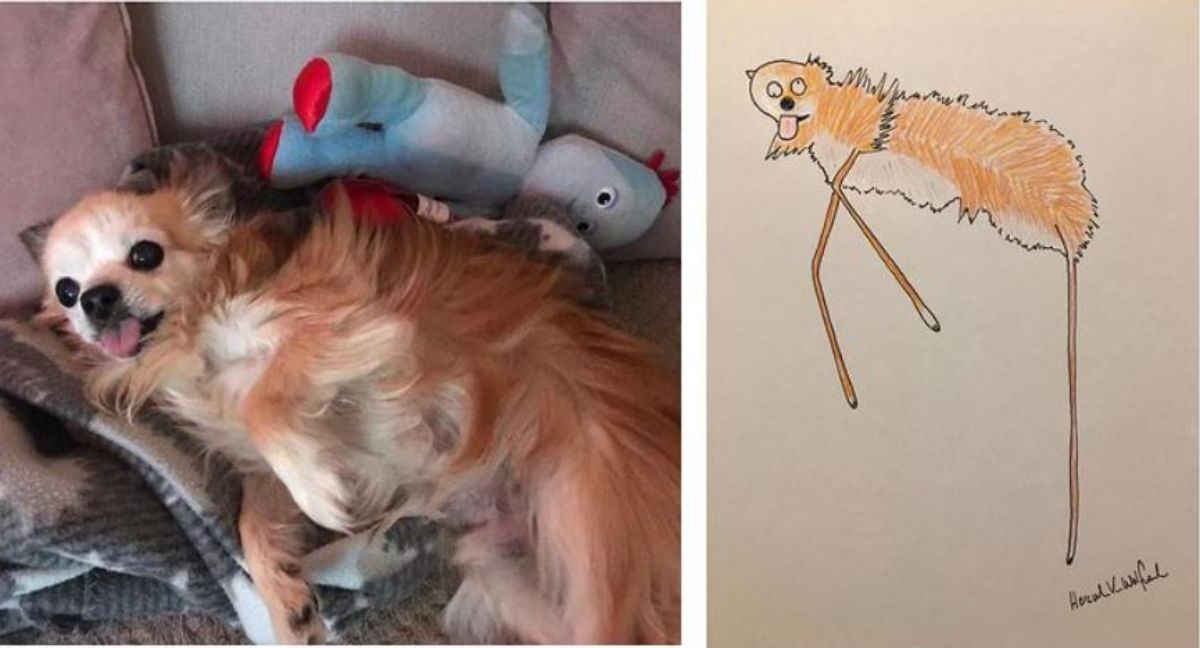 2 photo and cartoon images of a brown fluffy dog laying on its side next to a toy on a bed