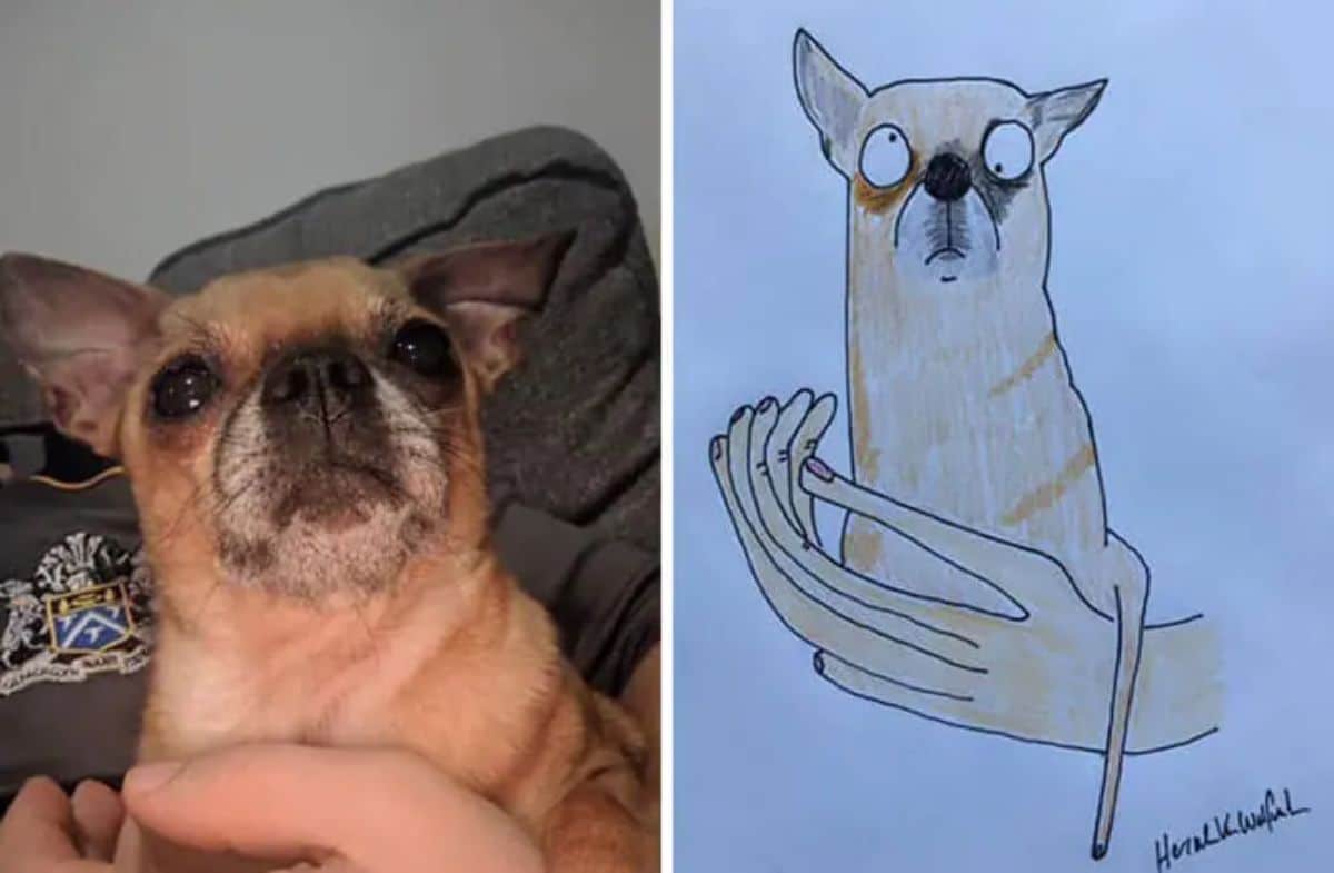 2 photo and cartoon images of a brown chihuahua sitting