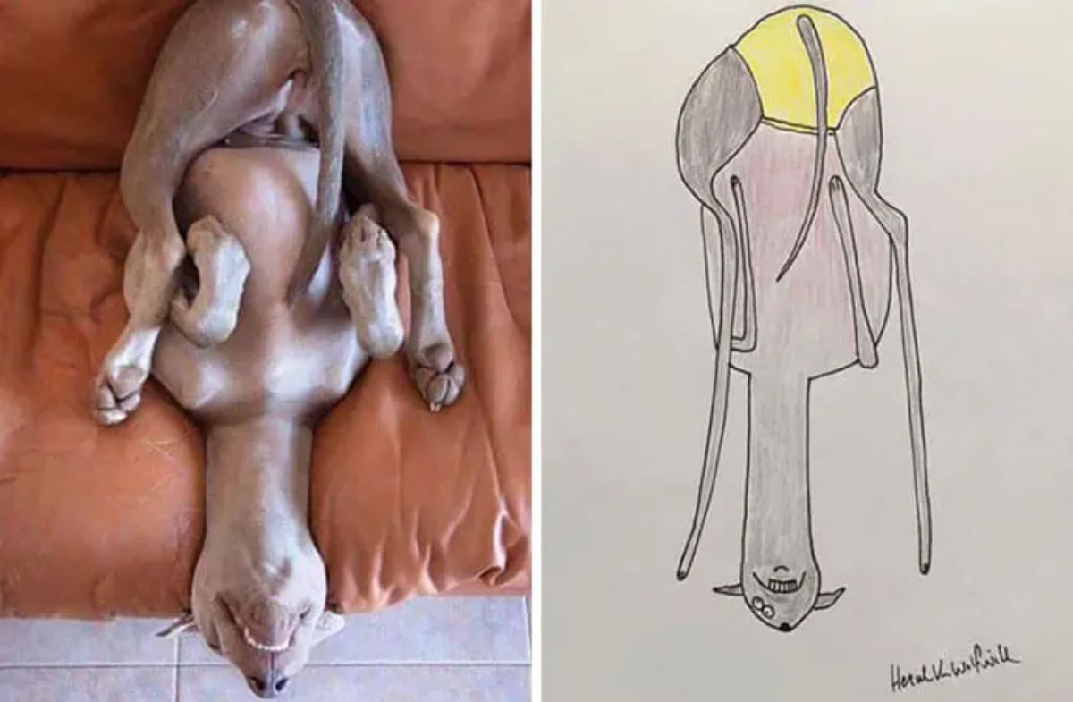 2 photo and cartoon images of a brown dog laying belly up on an orange sofa with the back paws resting by the front paws