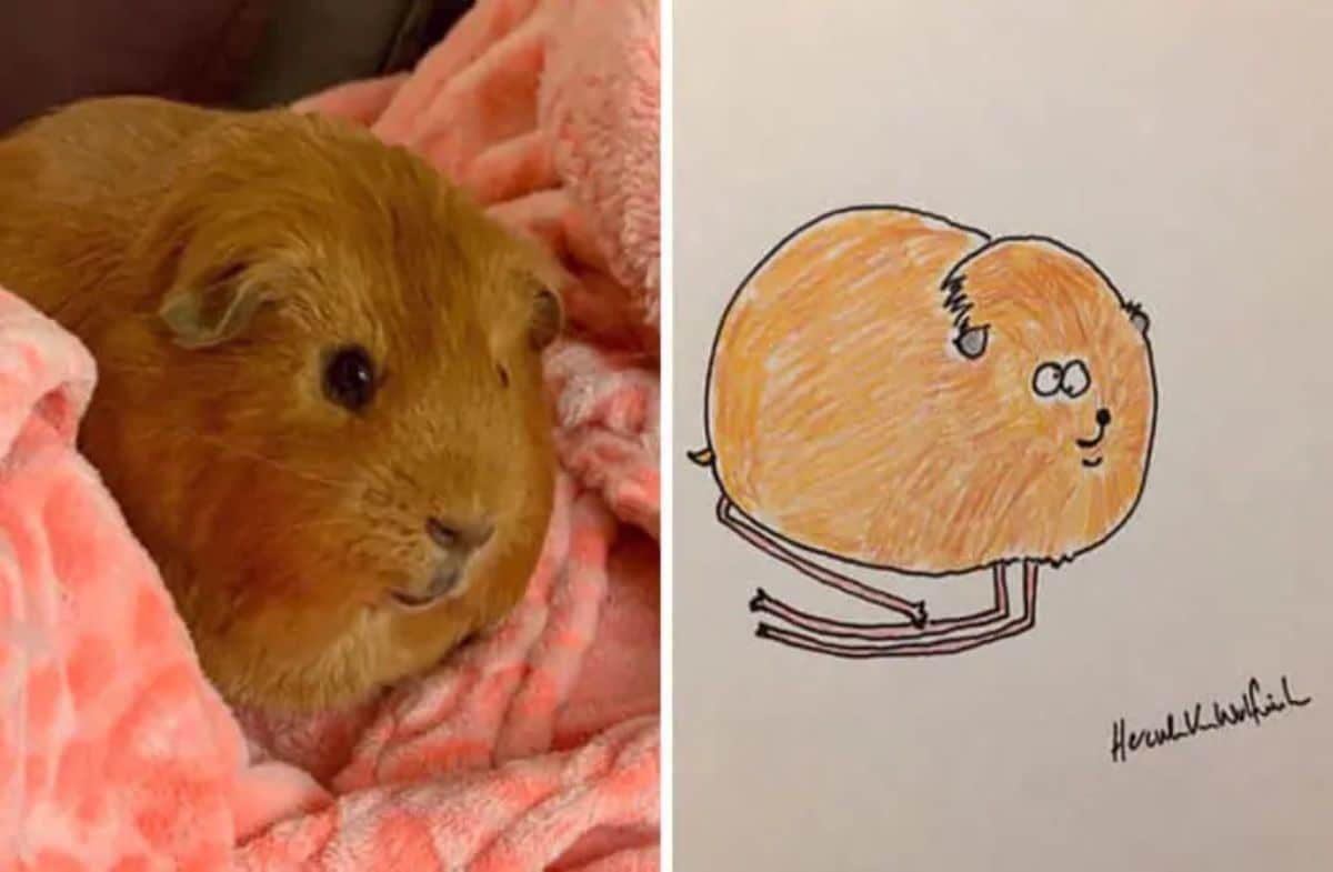 2 photo and cartoon images of a brown guinea pig