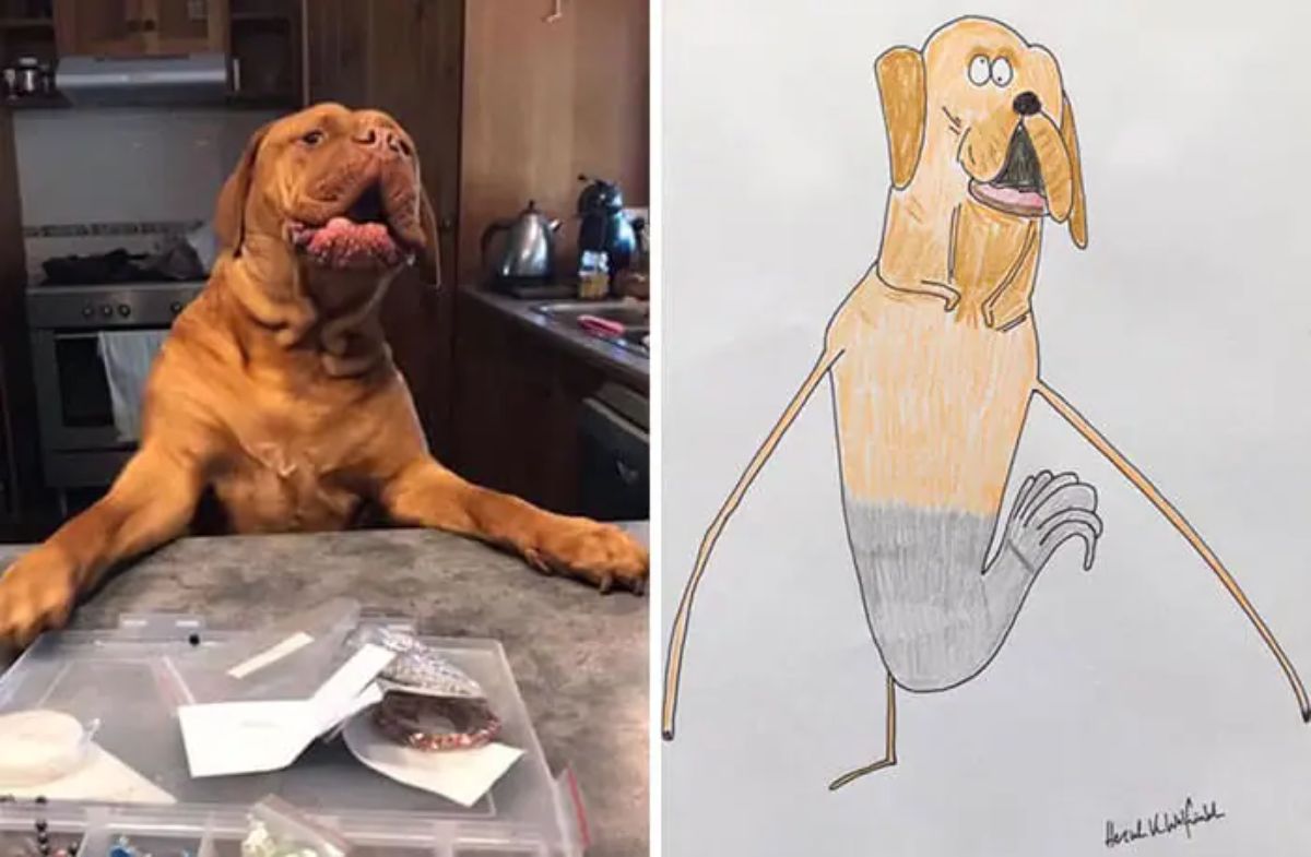 2 photo and cartoon images of a brown dog standing at a grey table
