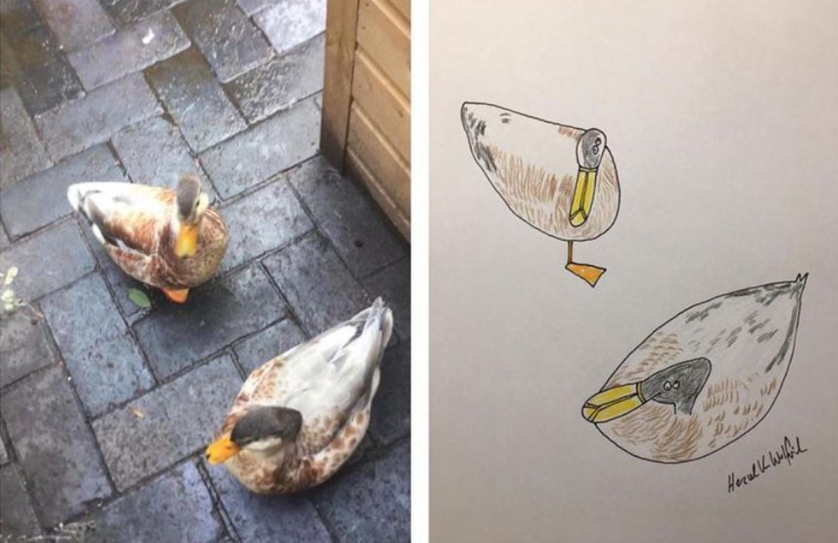 2 photo and cartoon images of 2 brown white and black ducks
