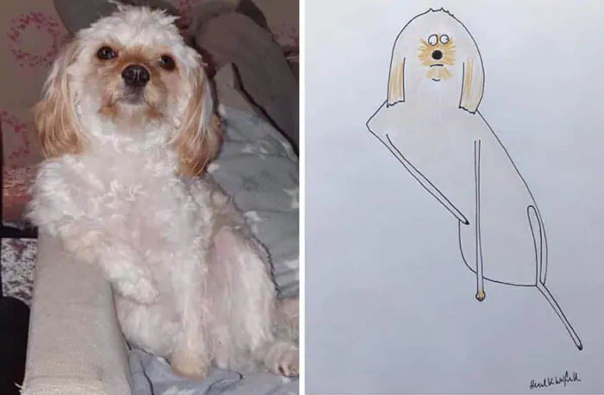 2 photo and cartoon images of a white fluffy dog sitting on a white sofa and leaning against the sofa