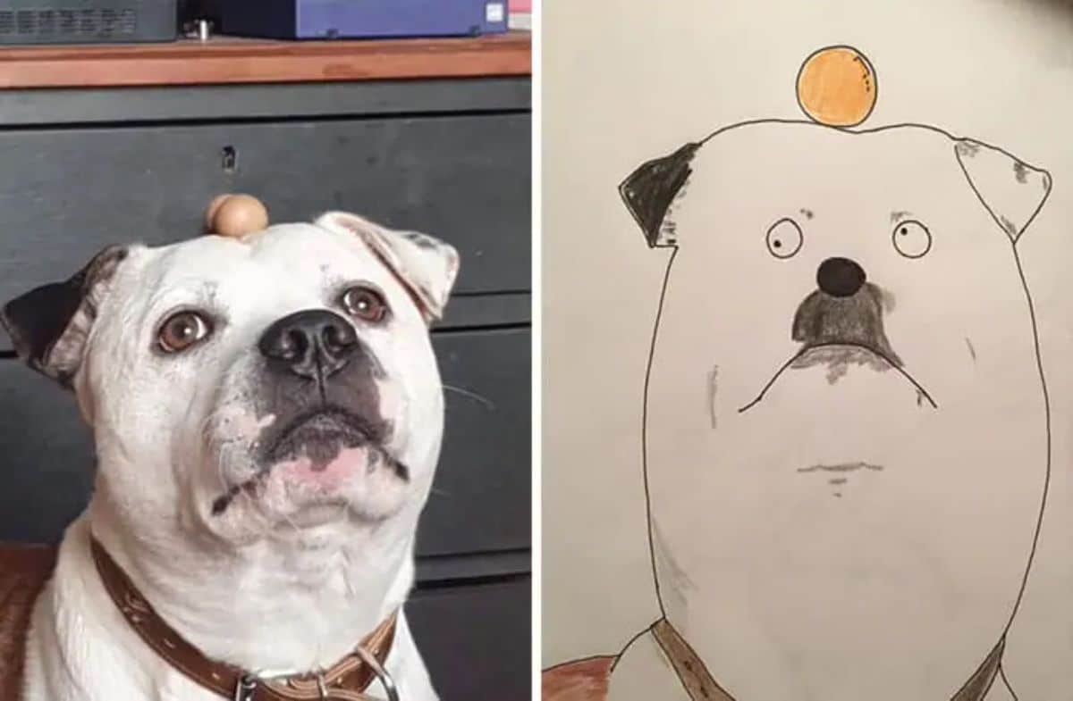 2 photo and cartoon images of a white and black dog with an egg on its head