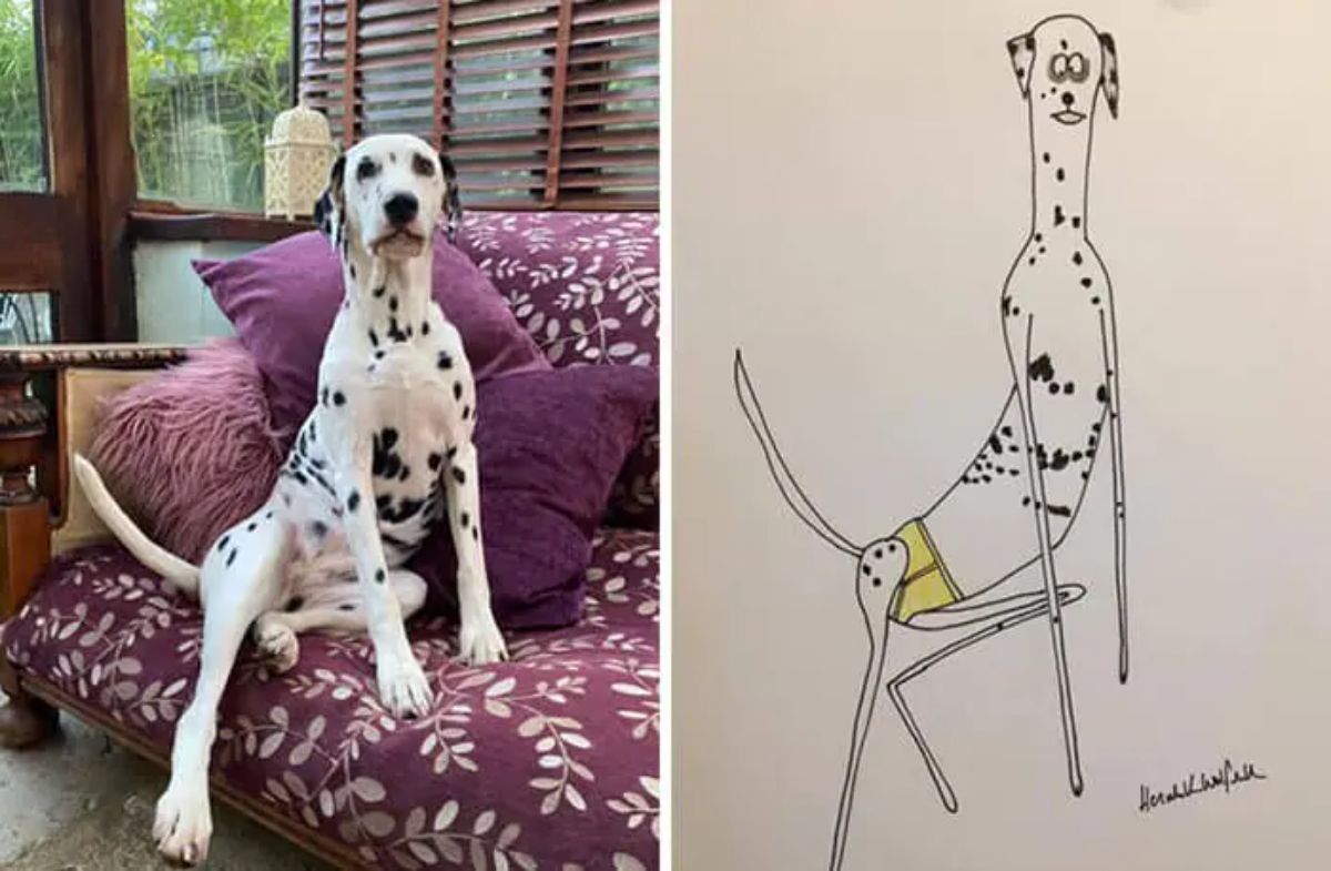 2 photo and cartoon images of a dalmation sitting on a purple and white sofa with one leg stretched out