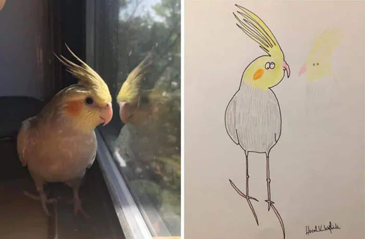 2 photo and cartoon images of a yellow and grey cockatiel looking out a window