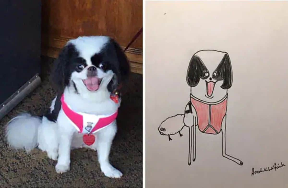 2 photo and cartoon images of a black and white dog sitting on the floor wearing a pink and white harness