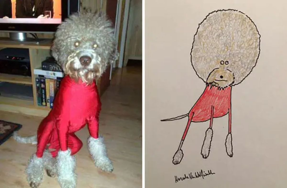 2 photo and cartoon images of a white poodle wearing a tight pink onesie