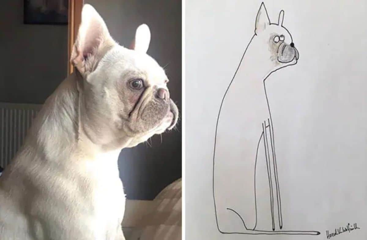 2 photo and cartoon images of a white french bulldog