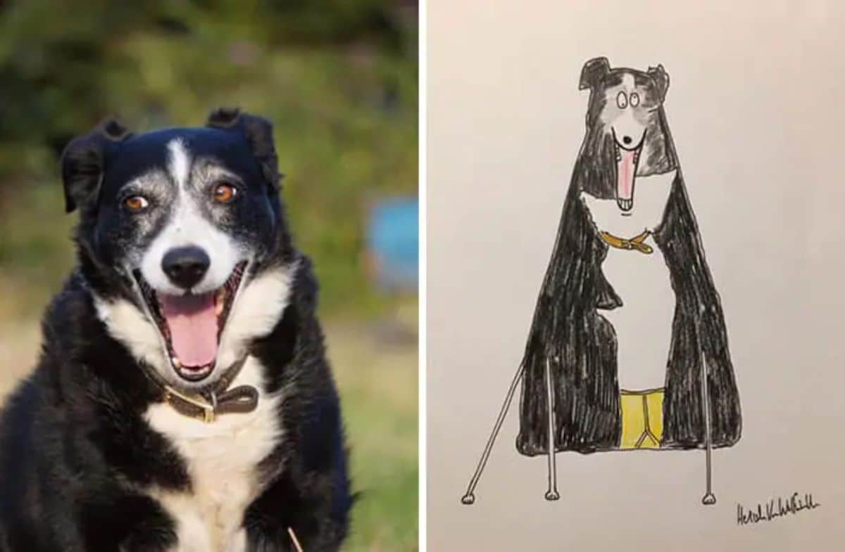 2 photo and cartoon images of a black and white dog sitting with the mouth open