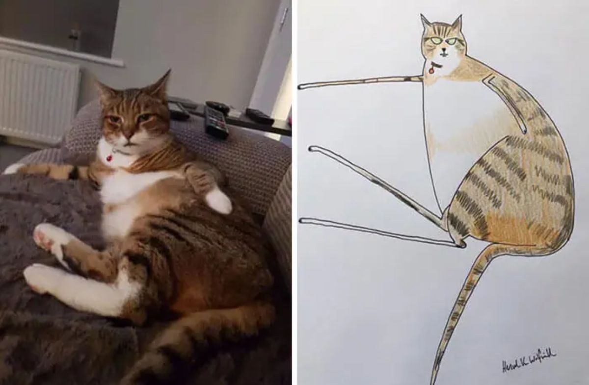 2 photo and cartoon images of a brown and white tabby cat laying sidways with one front leg on its side