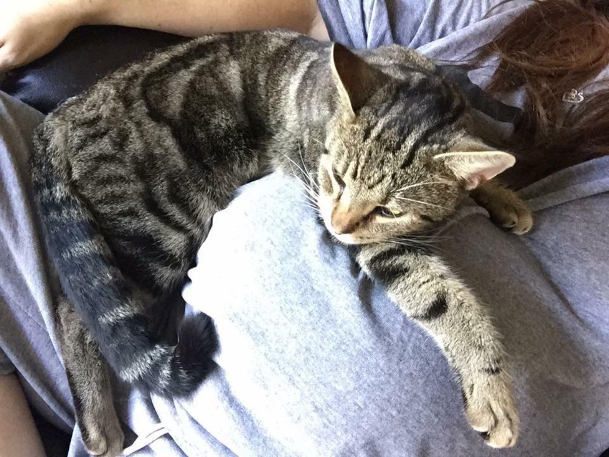 grey tabby cat laying its head and one leg on a pregnant person's baby bump