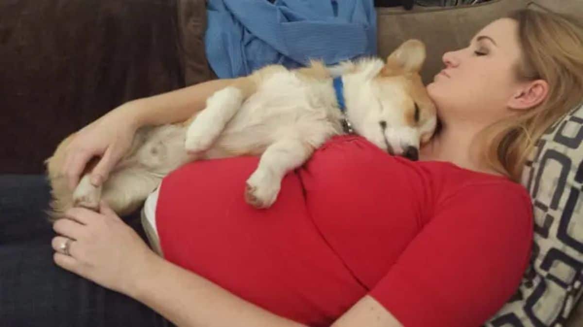 brown and white corgi laying on a pregnant person laying on a sofa