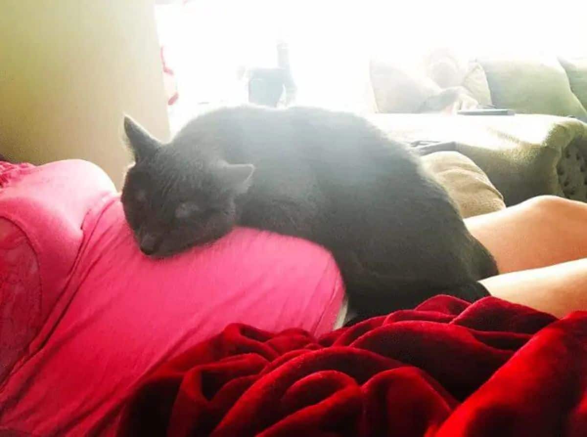 grey cat laying partly on a pregnant woman's stomach