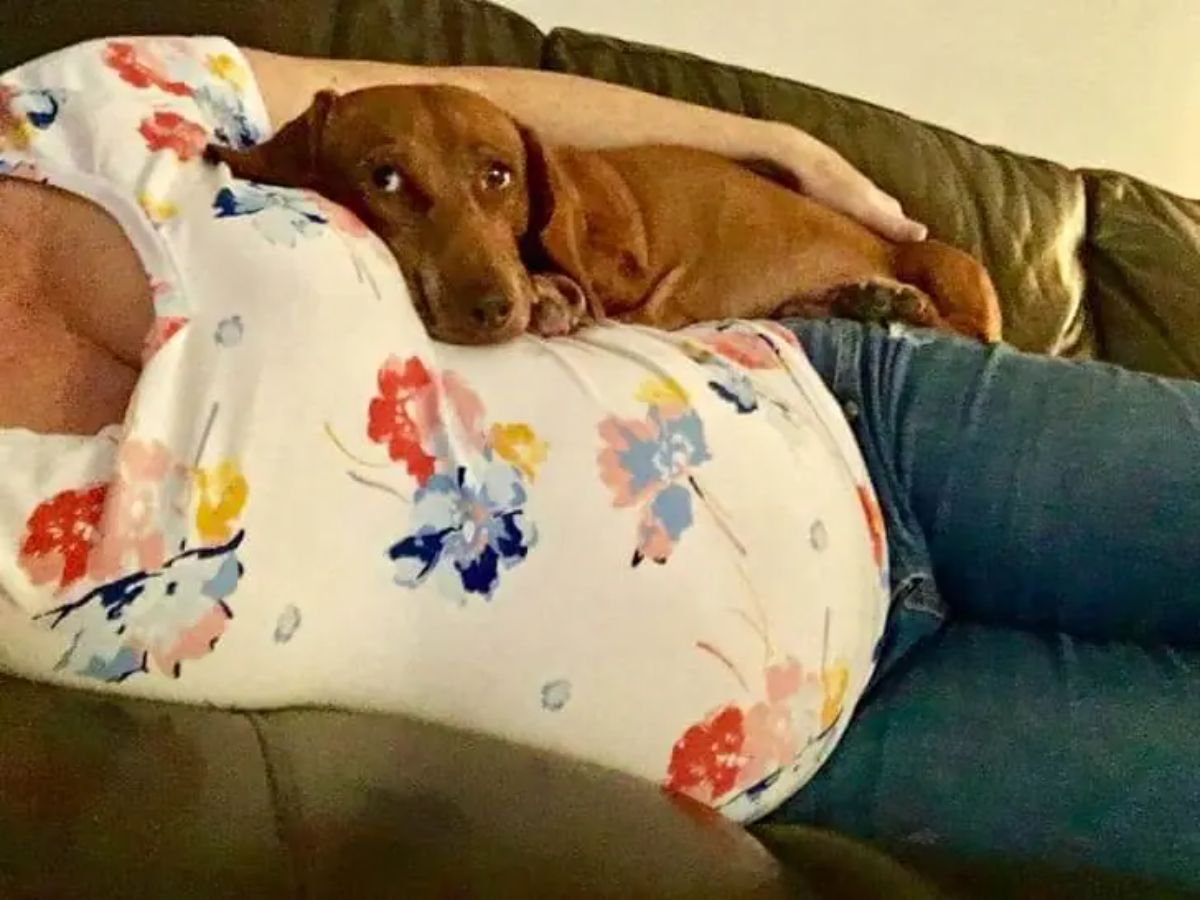 brown dog laying on the side of a pregnant person laying sideways on a brown sofa