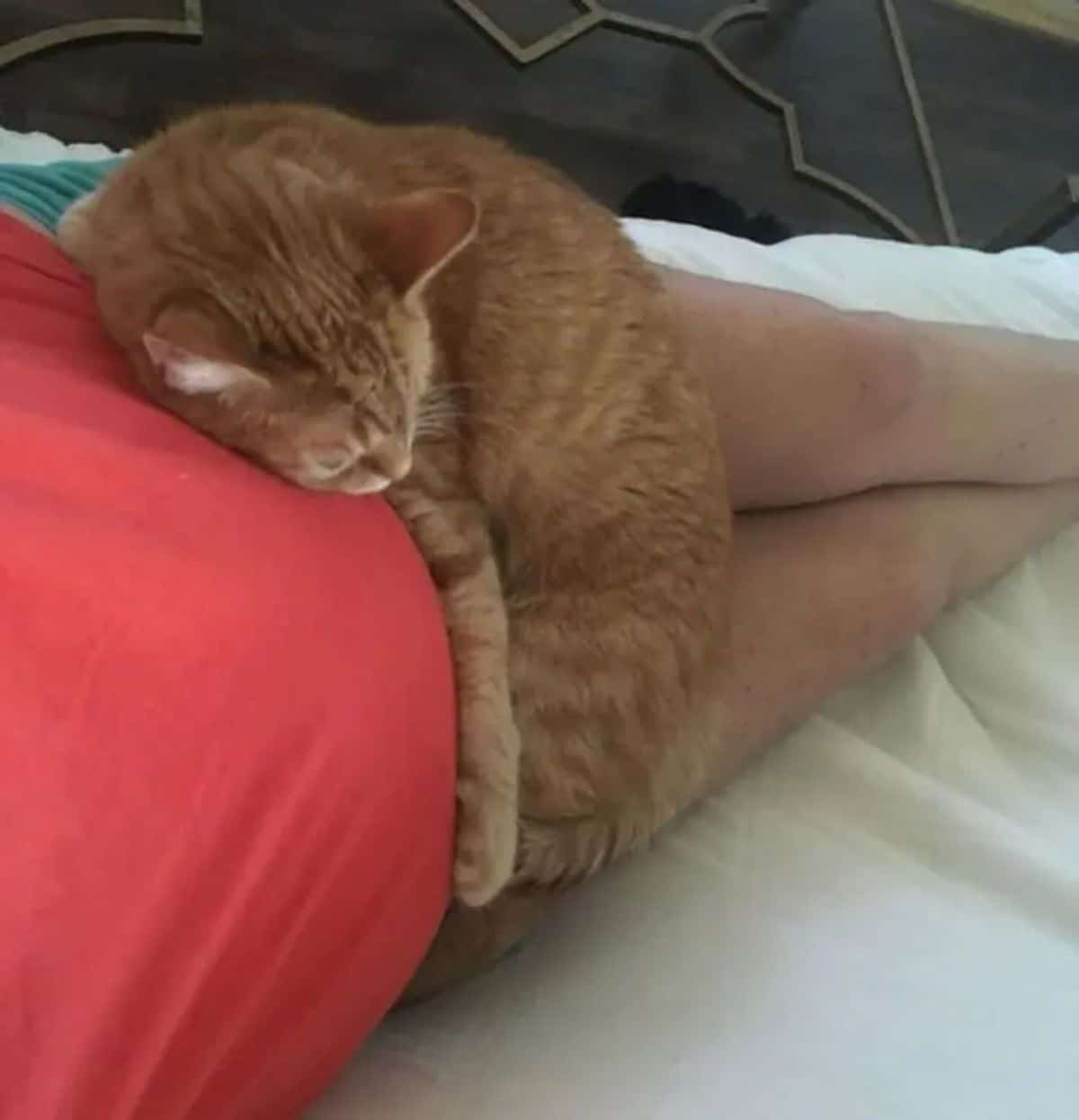 orange cat laying on and hugging a pregnant person's stomach