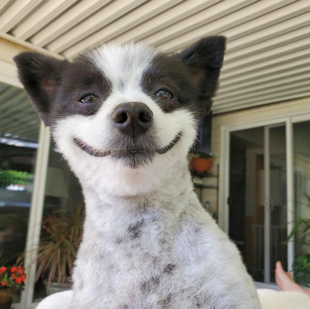 black and white dog who looks like he's smiling