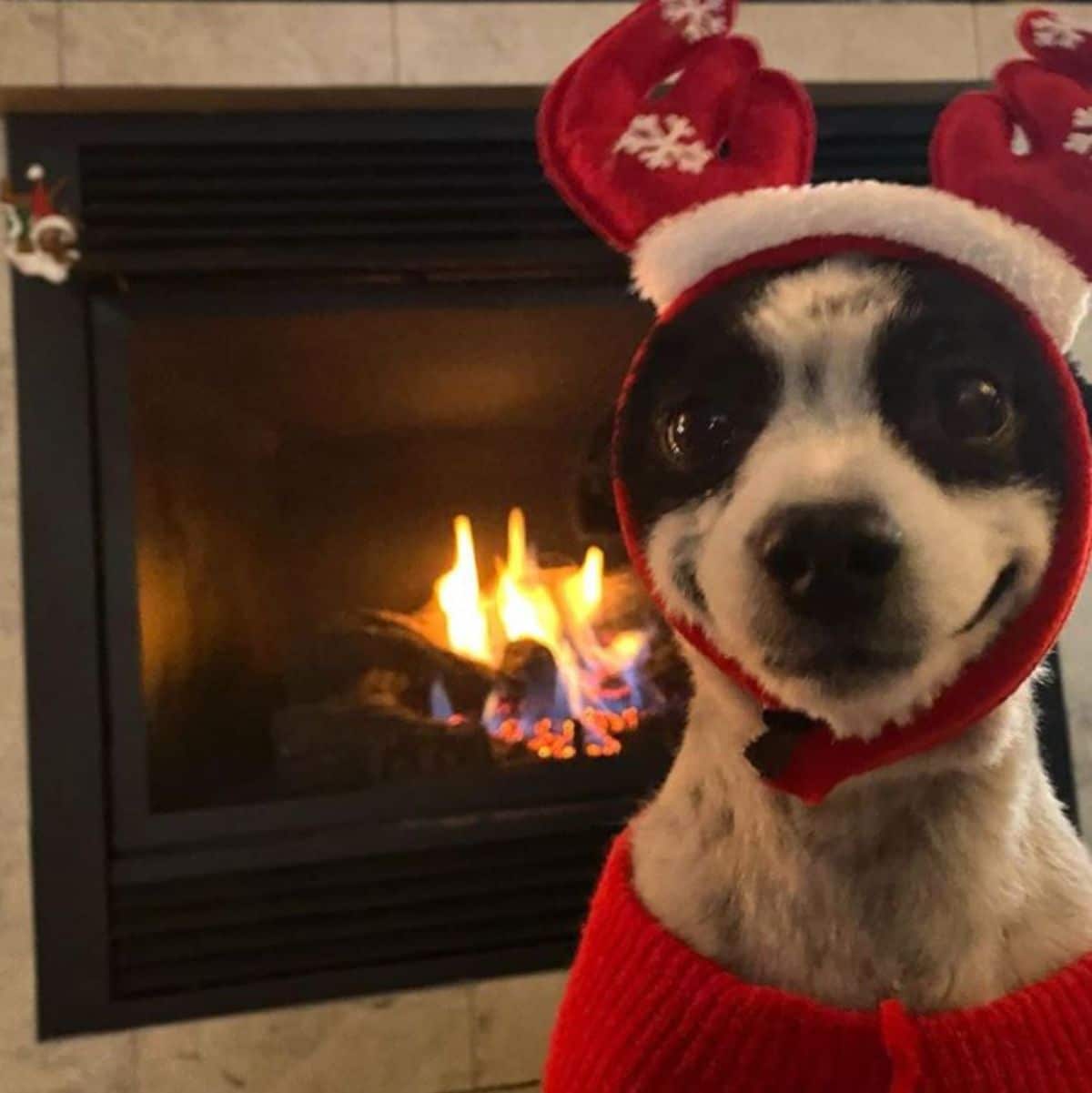 black and white dog who looks like he's smiling wearing a red and white cloth reindeer antlers hat and a red sweater