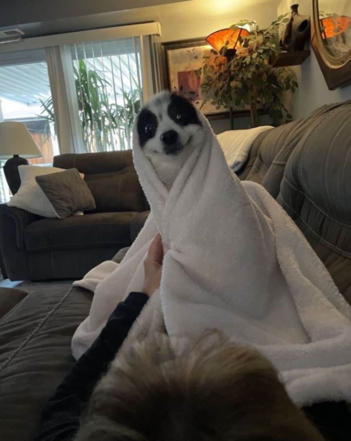 black and white dog who looks like he's smiling sitting on a grey sofa wrapped up in a white towel with someone holding the towel together