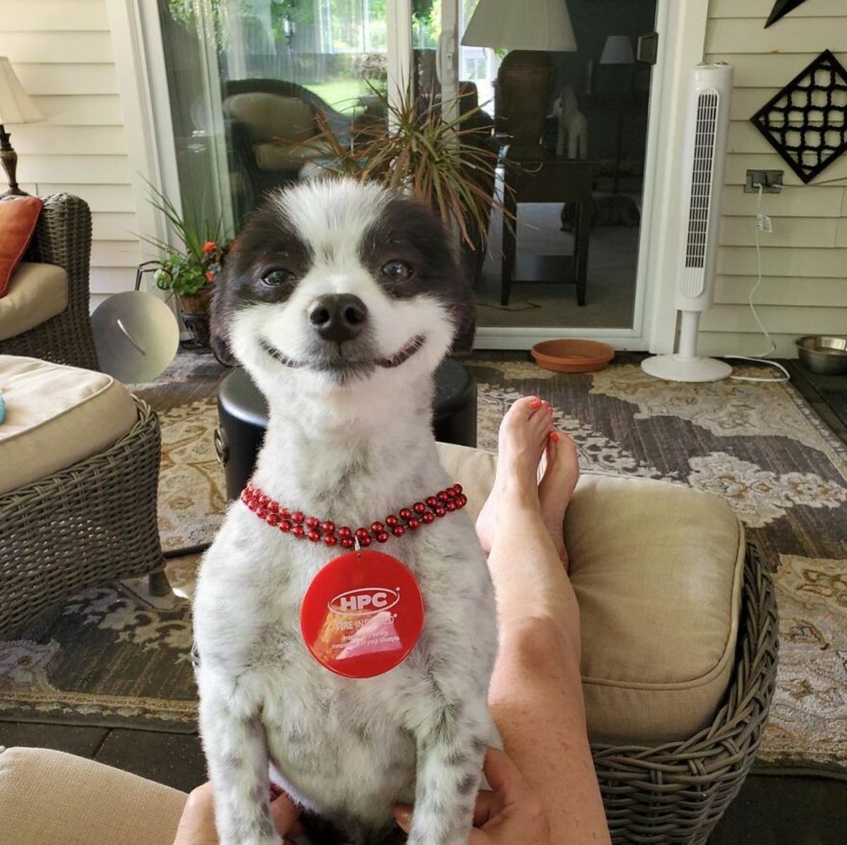 black and white dog who looks like he's smiling sitting on someone's lap wearing a red chain and fire certification pendant