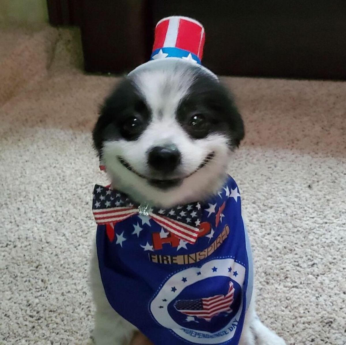 black and white dog who looks like he's smiling sitting on beige carpet and wearing america-themed hat and clothes
