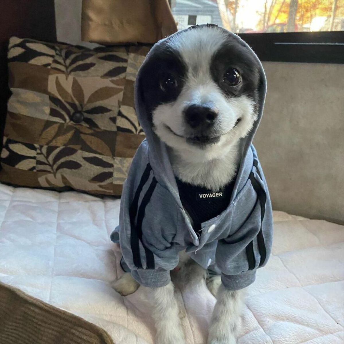 black and white dog who looks like he's smiling sitting on a white sofa wearing a grey and black hoodie