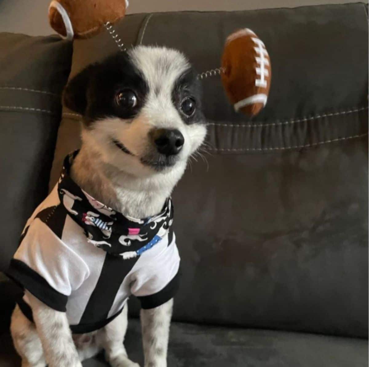 black and white dog who looks like he's smiling sitting on a brown sofa wearing a headband with brown and white footballs on either side and wearing a black and white shirt