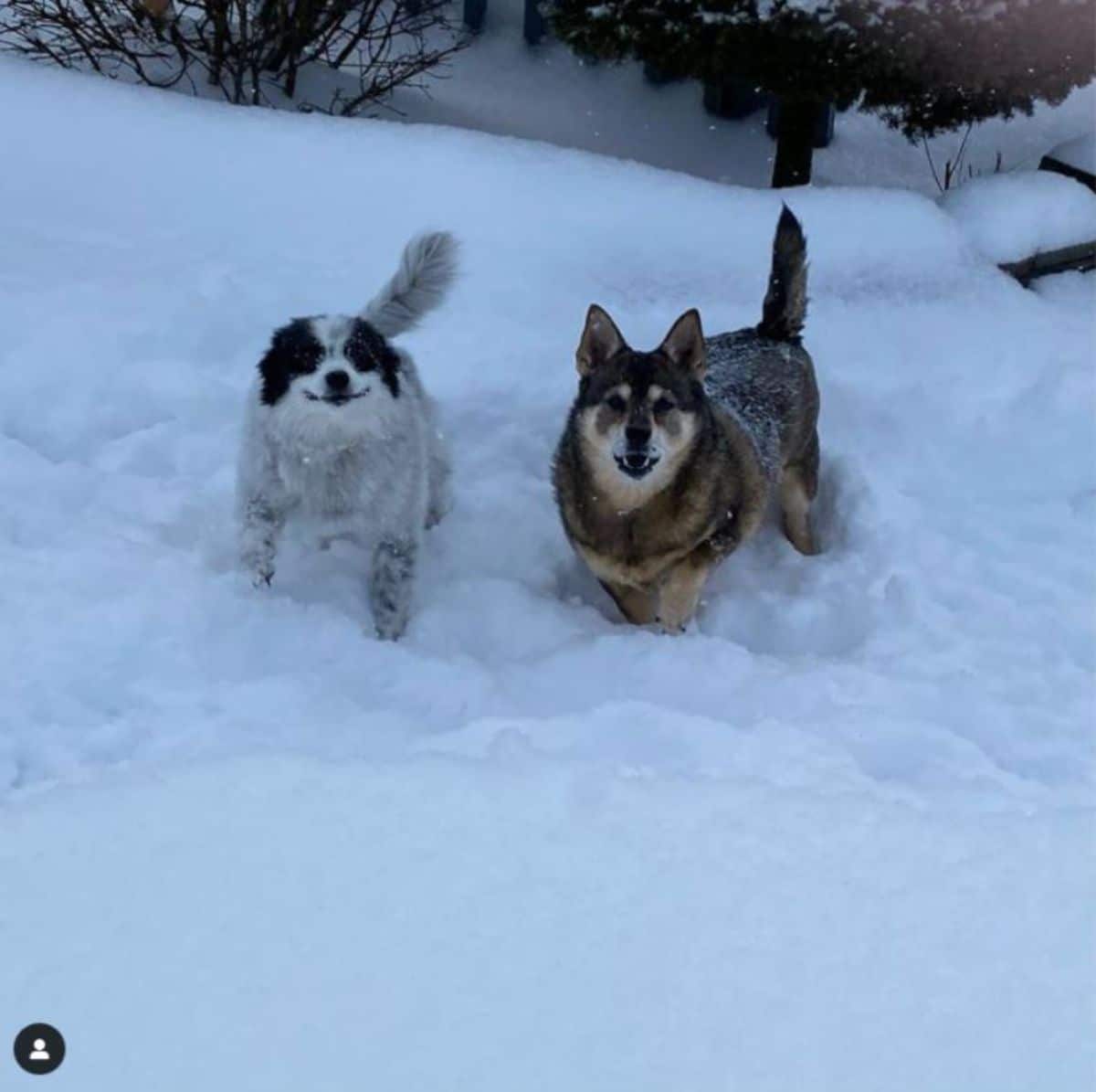 black and white dog and brown and black dog standing in the snow