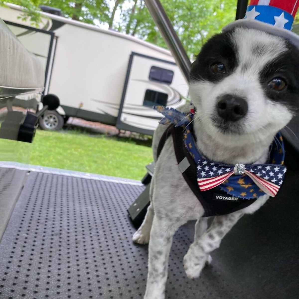 black and white dog who looks like he's smiling wearing a black harness and america-themed bowtie