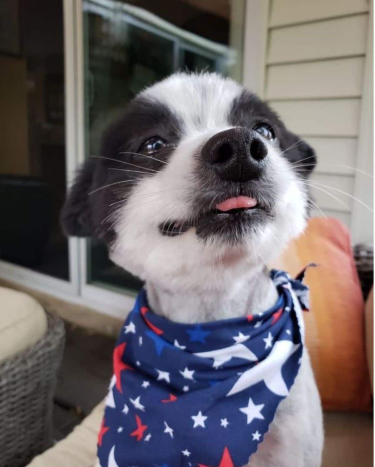 black and white dog with the tongue sticking out slightly wearing a blue bandana with red and white stars