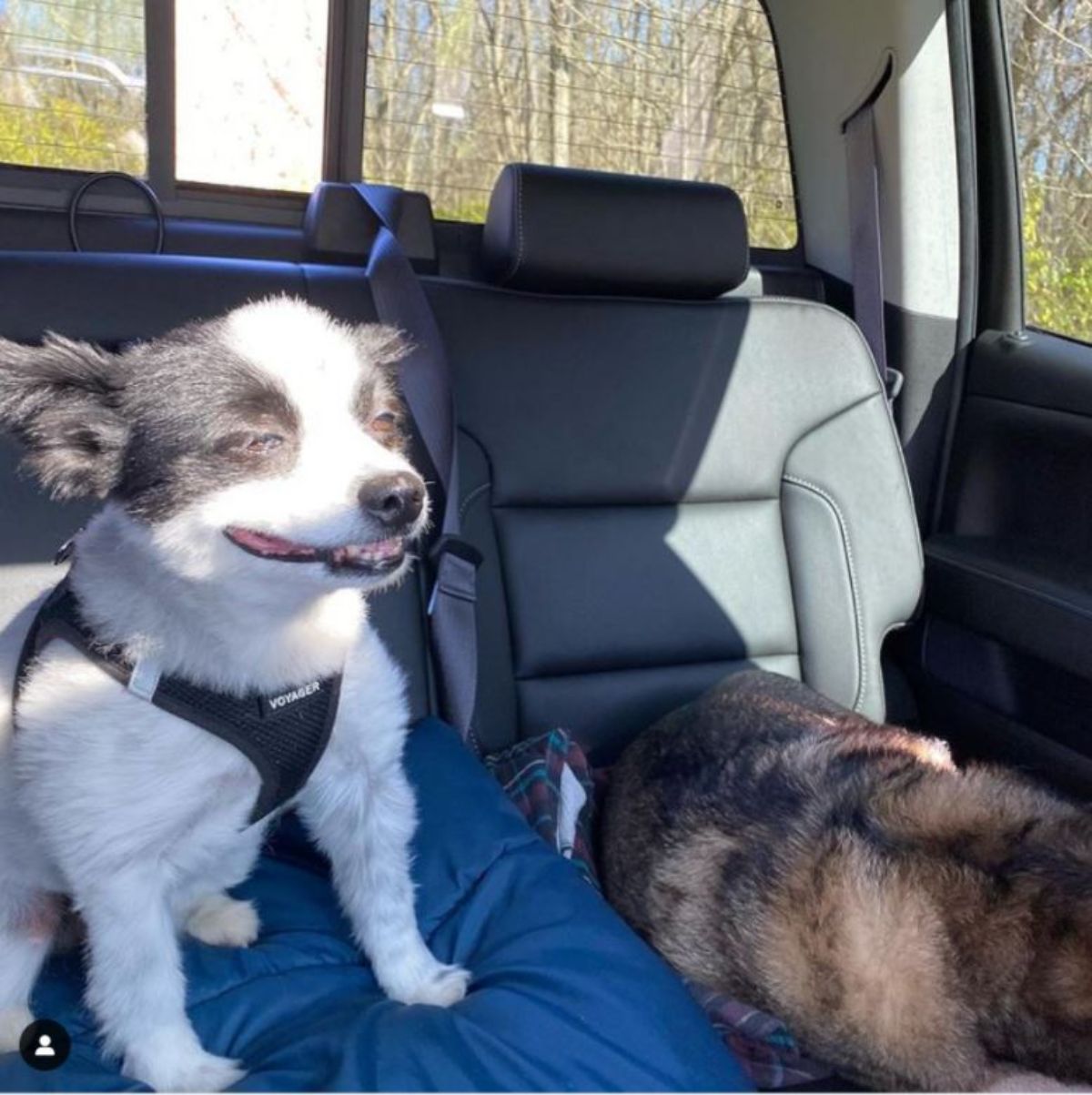 black and white dog sitting on the back seat of a car with the mouth slightly open and standing on a blue blanket and a brown and black dog laying down on the seat