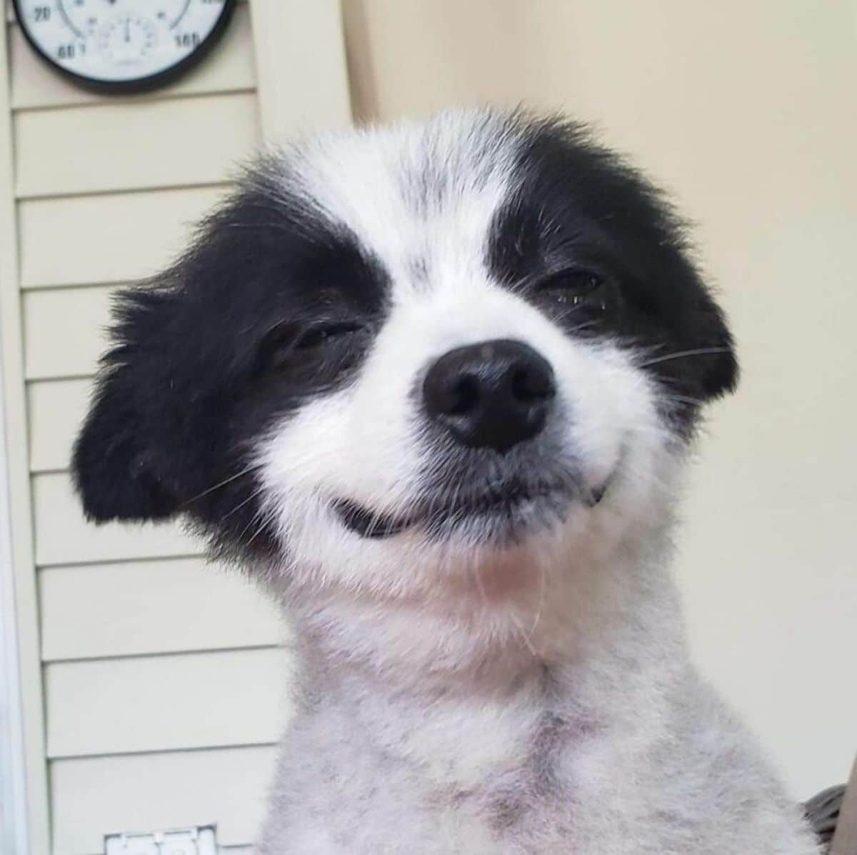 close up of black and white dog who looks like he's smiling with eyes closed